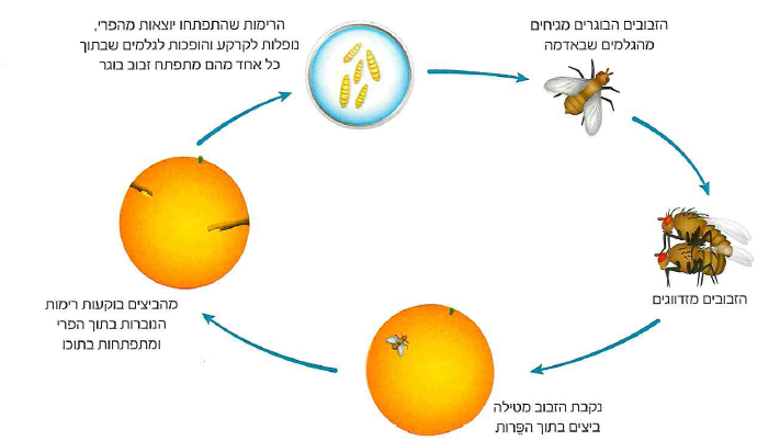 (בספר תמונה)